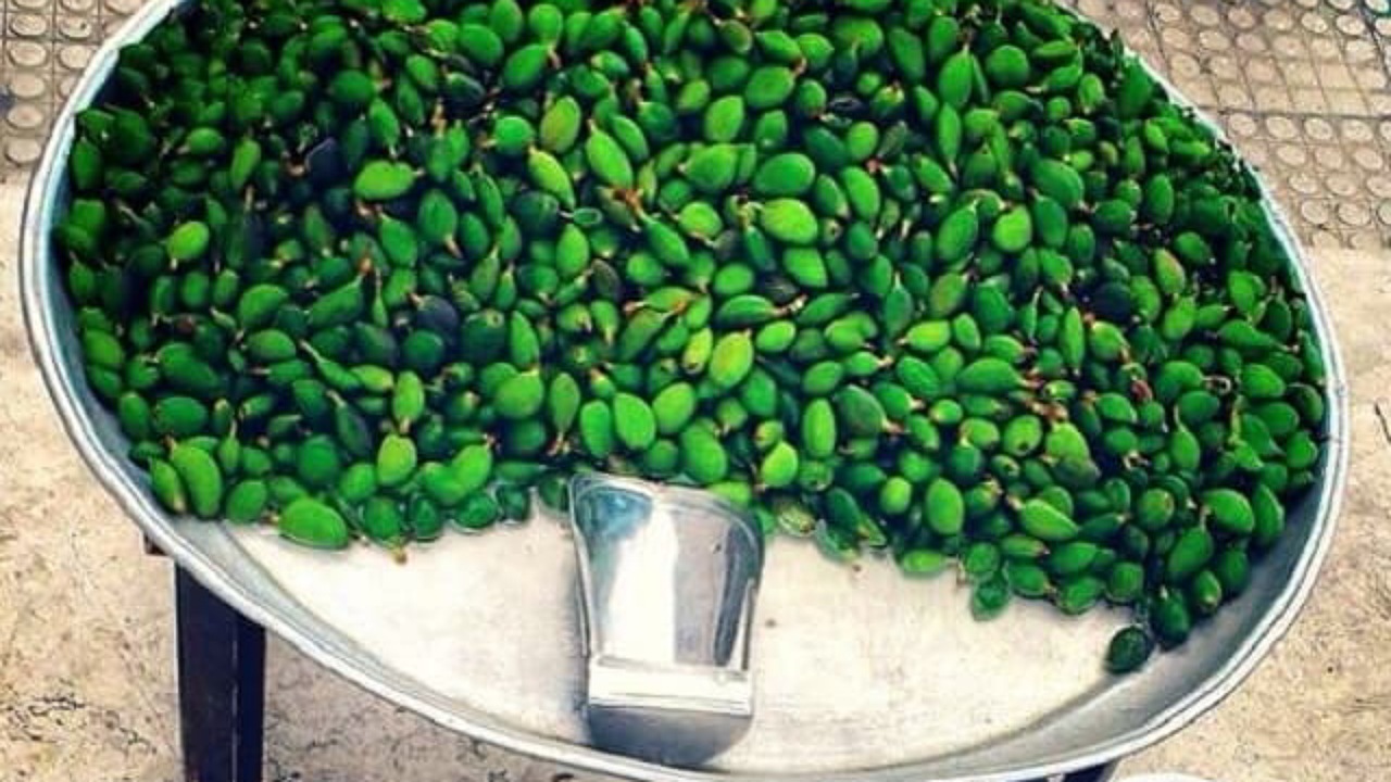 نوبر چغاله بادام کیلویی ۲.۵ میلیون تومان!