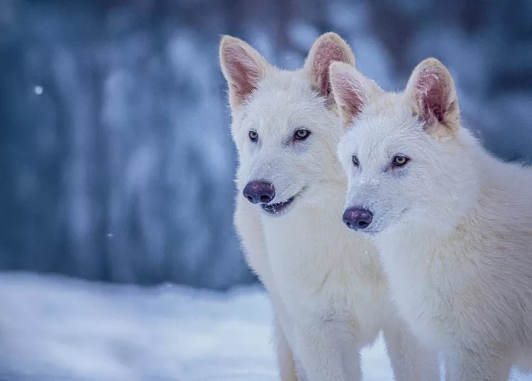 دانشمندان گرگ وحشت را ۱۰ هزار سال پس از انقراض به حیات بازگردانند دانشمندان گرگ وحشت را ۱۰ هزار سال پس از انقراض به حیات بازگردانند