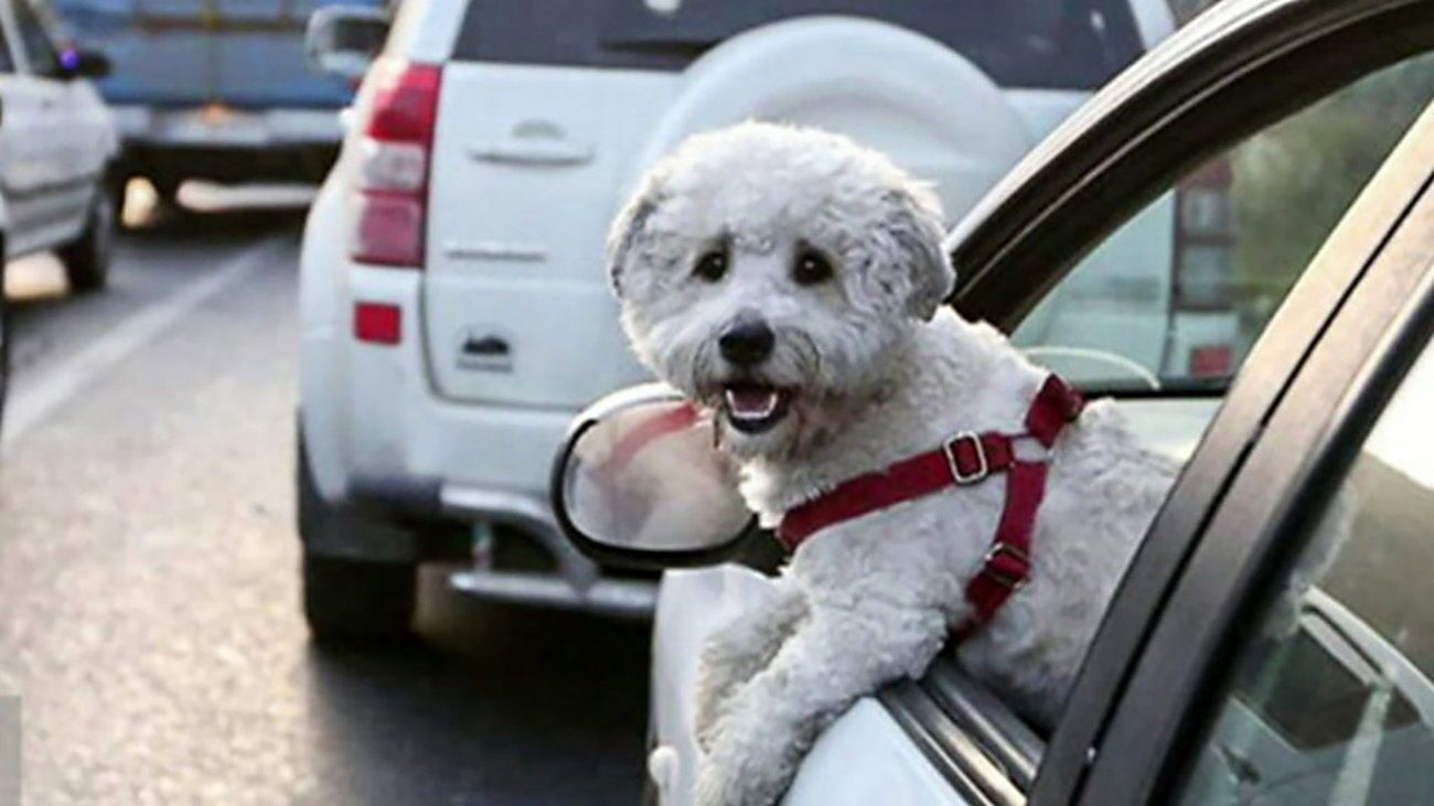  جریمه حمل سگ و گربه ۵۰۰ هزار تومان!