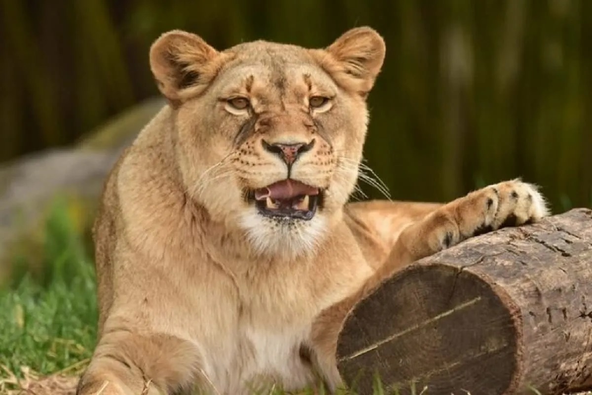 ابهام درباره مرگ شیر ماده الیمالات؛ زایمان سخت یا حمله ببر؟