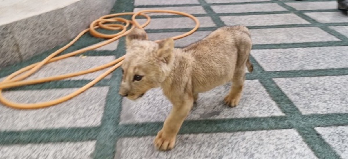 پیدا شدن یک قلاده شیر وحشی در تهران پیدا شدن یک قلاده شیر وحشی در تهران