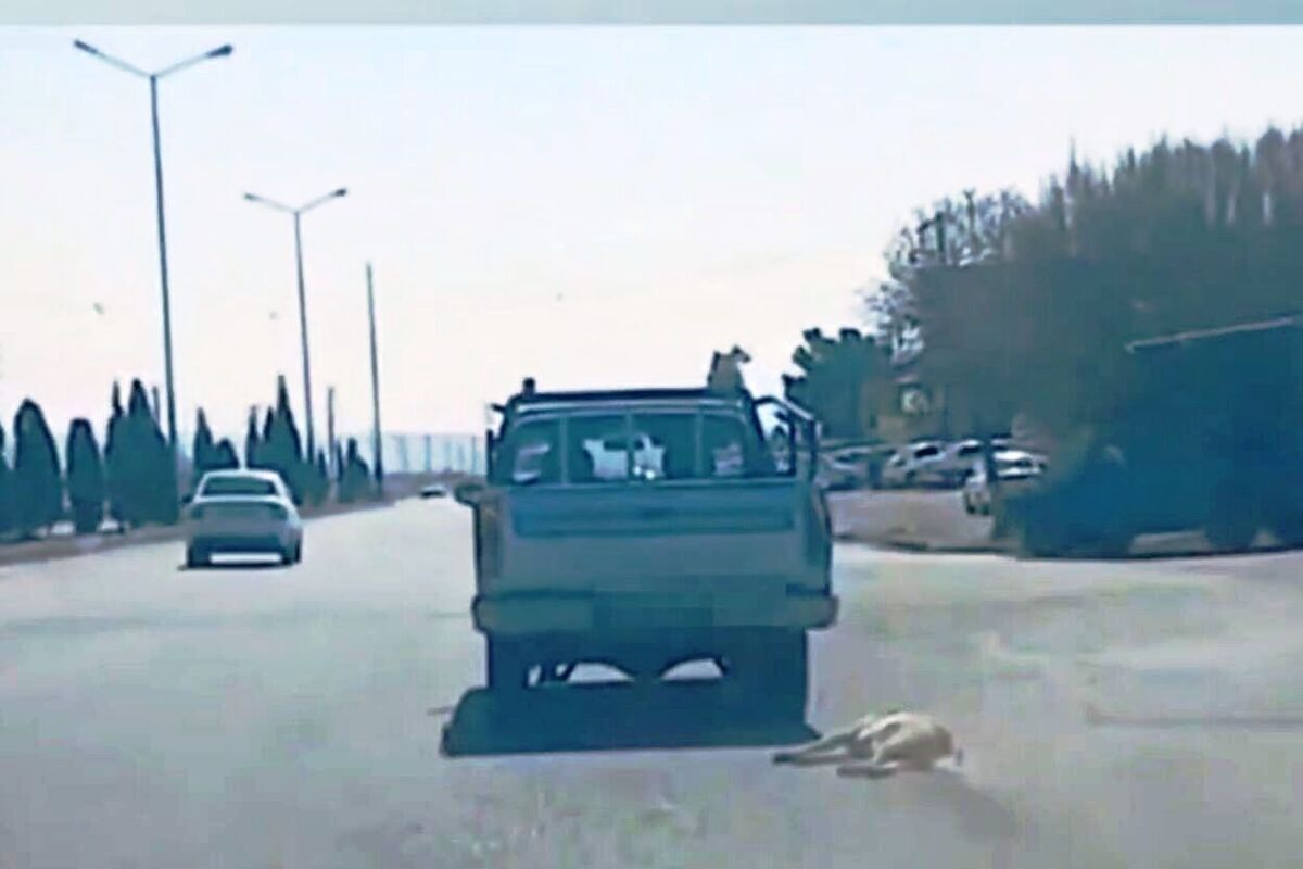 ماجرای ویدیوی حیوان‌آزاری در سمنان چه بود؟