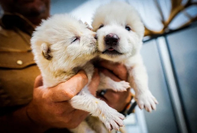 همه چیز درباره تولد گونه منقرض‌شده گرگ وحشت