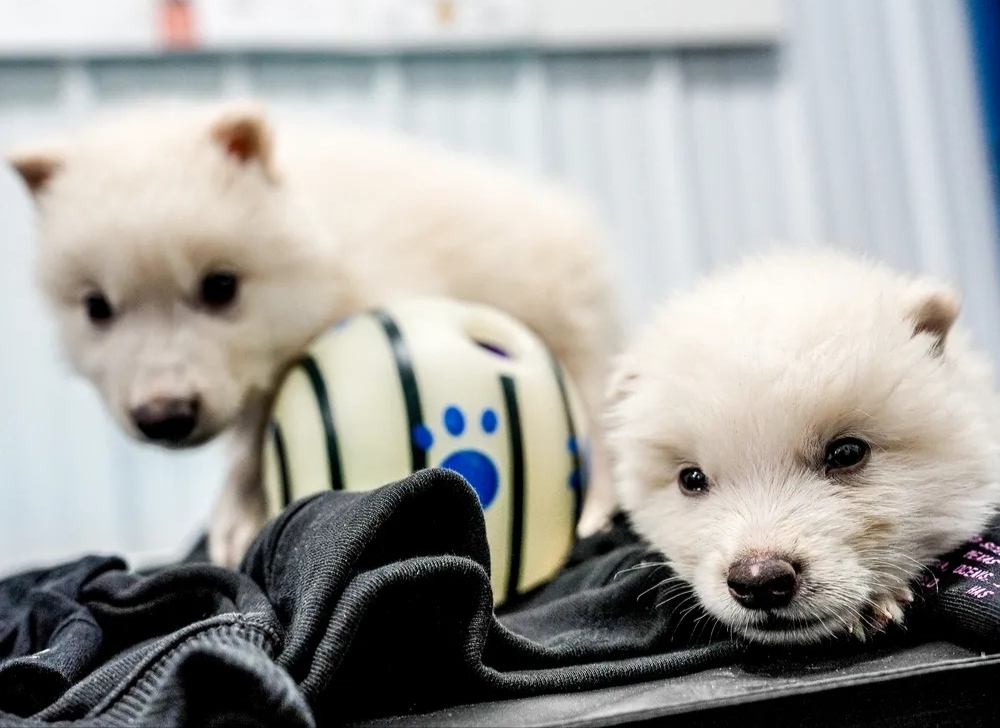 همه چیز درباره تولد گونه منقرض‌شده گرگ وحشت