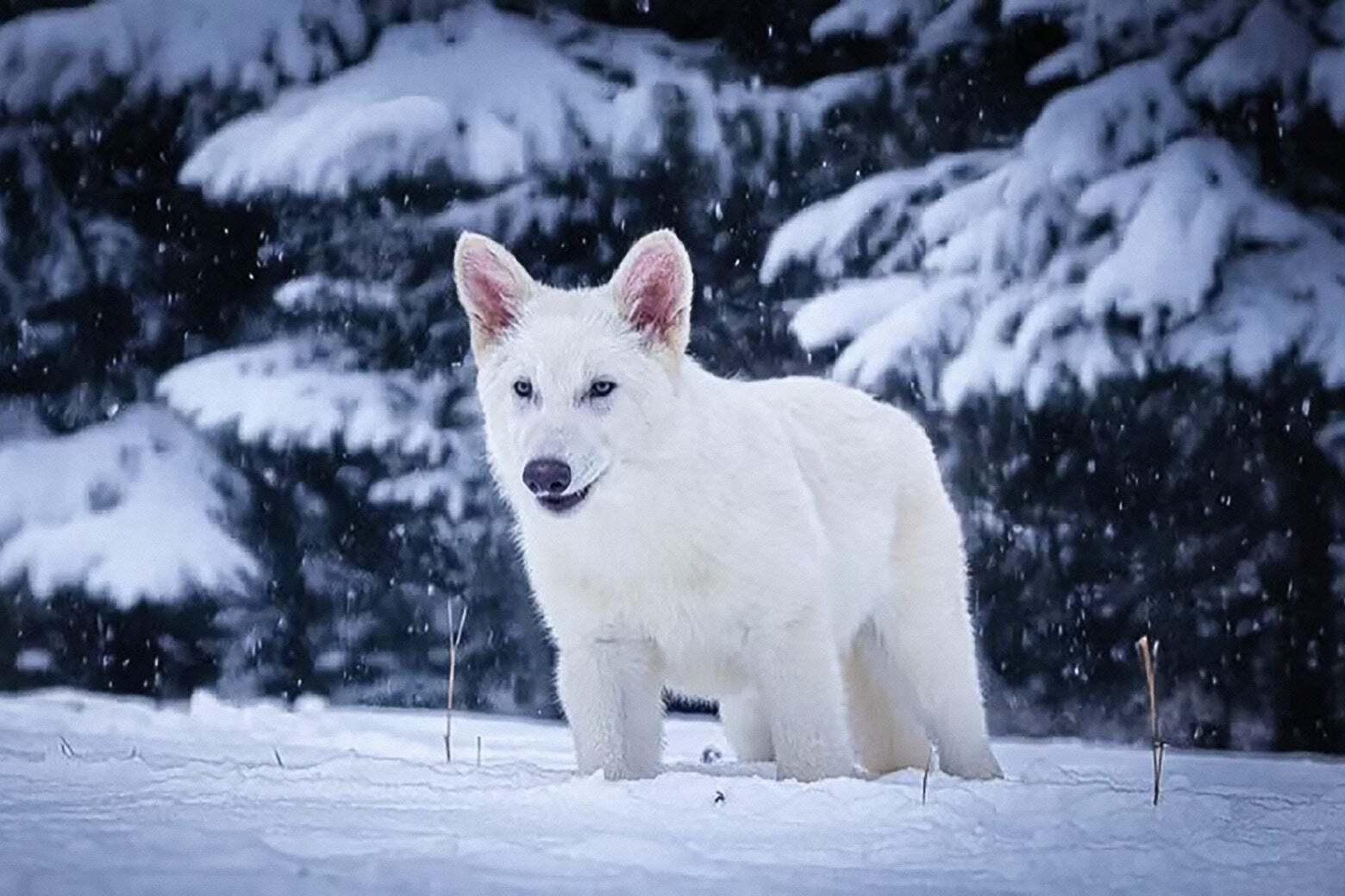 همه چیز درباره تولد گونه منقرض‌شده گرگ وحشت