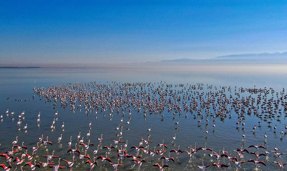 نیمی از میانکاله خشک شد! نیمی از میانکاله خشک شد!
