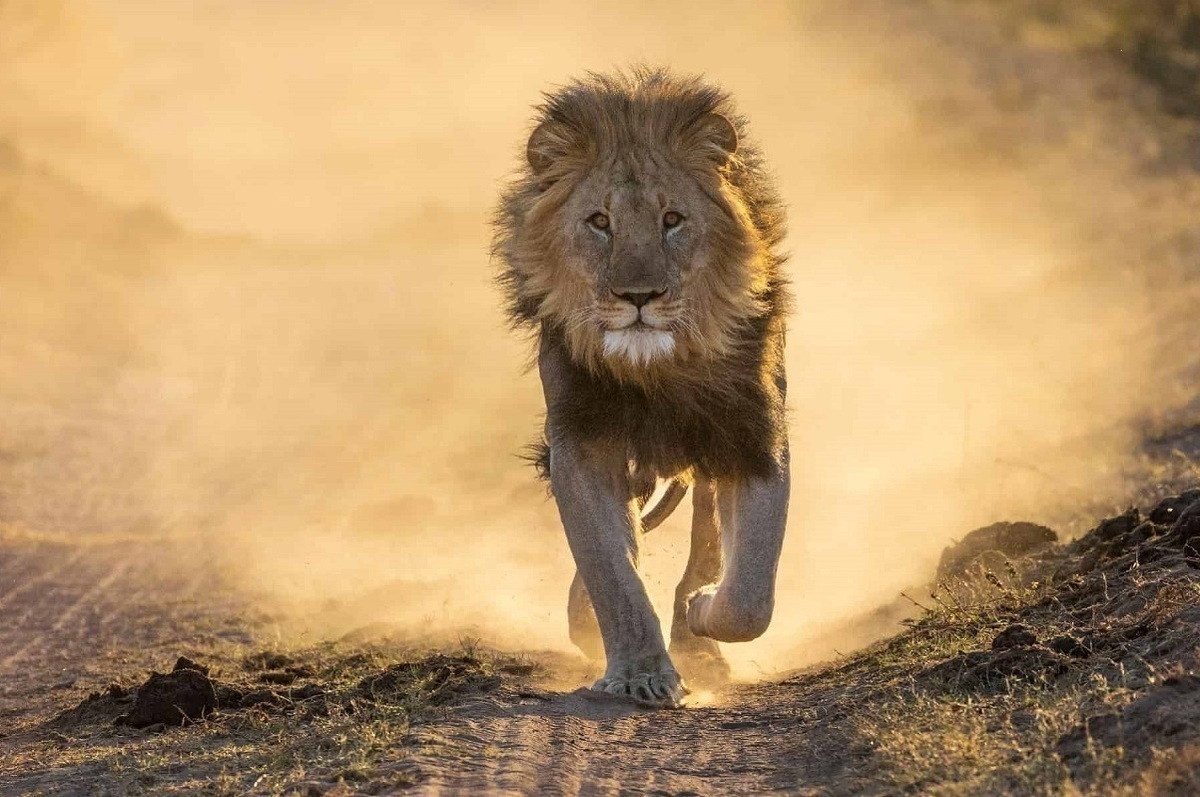 علت مرگ ماده شیر مجموعه گردشگری الیمالات اعلام شد