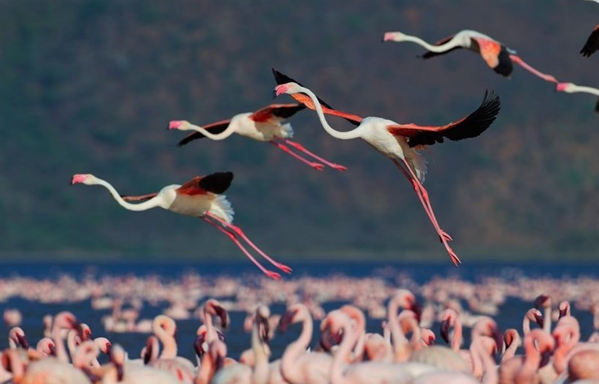 ببینید| تصاویر رویایی از پرواز فلامینگو‌ها روی دریاچه مهارلو