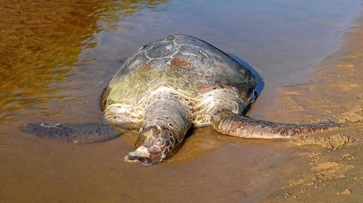 ماجرای مرگ لاک‌پشت پوزه‌عقابی و سبز در سواحل جاسک