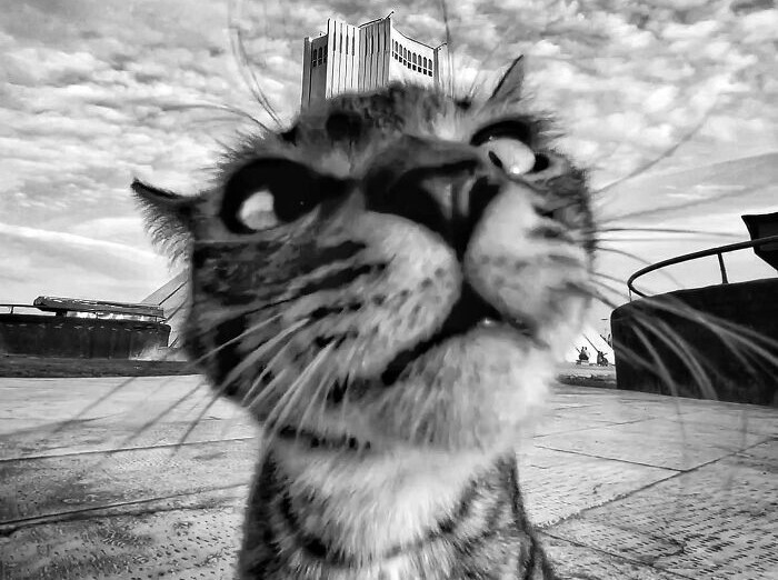 تصاویری بامزه با زوایایی ناآشنا از گربههای خیابانی تهران +عکس تصاویری بامزه با زوایایی ناآشنا از گربههای خیابانی تهران +عکس