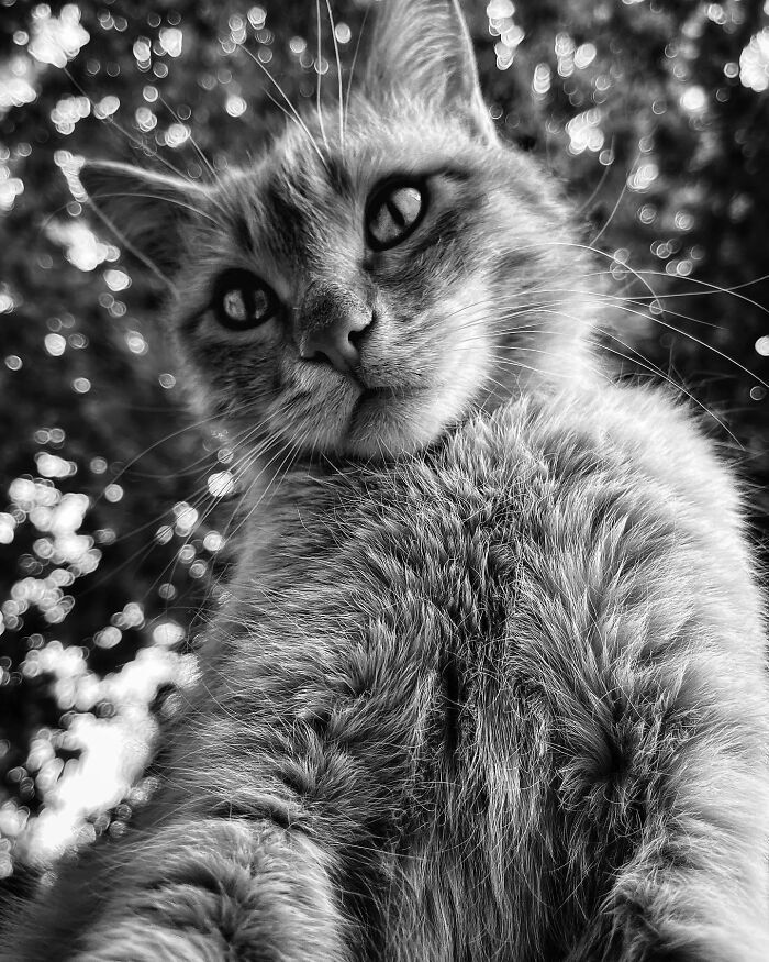 زوایایی عجیب و بامزه از گربههای تهران +تصاویر زوایایی عجیب و بامزه از گربههای تهران +تصاویر