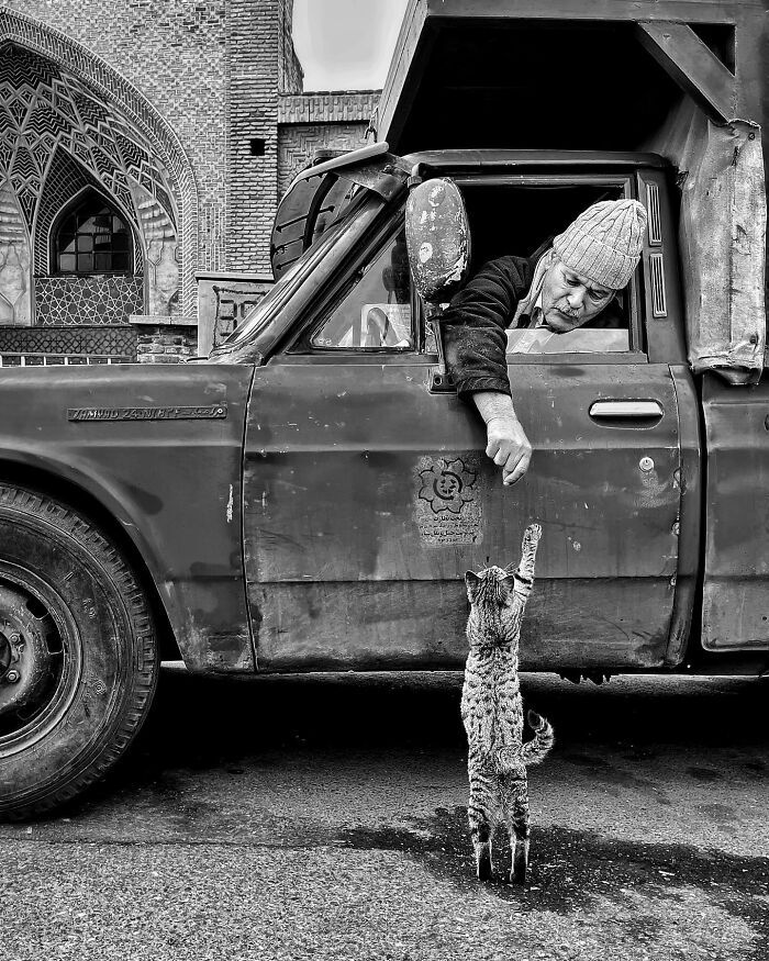 زوایایی عجیب و بامزه از گربههای تهران +تصاویر زوایایی عجیب و بامزه از گربههای تهران +تصاویر