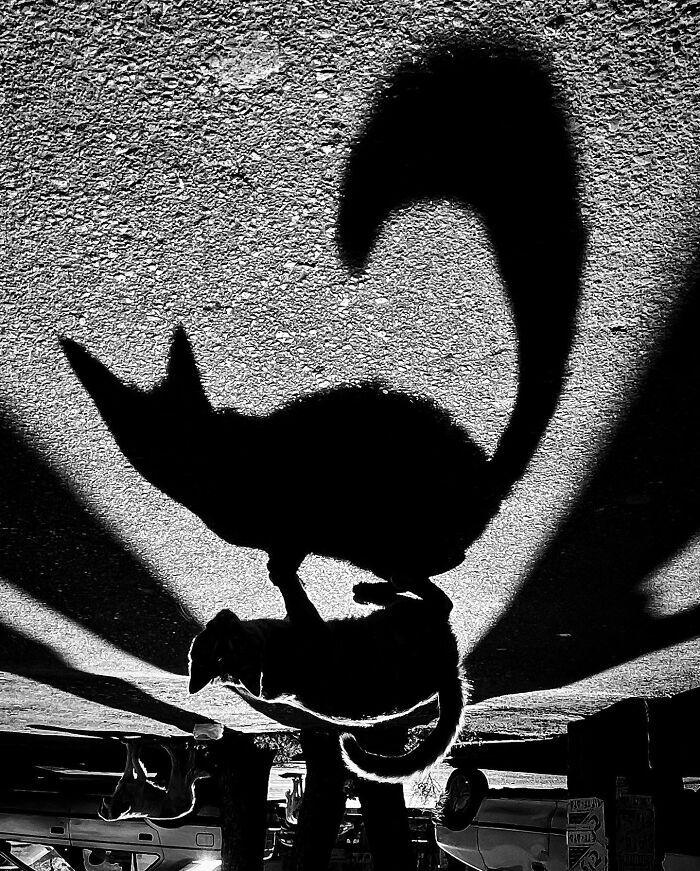 زوایایی عجیب و بامزه از گربههای تهران +تصاویر زوایایی عجیب و بامزه از گربههای تهران +تصاویر