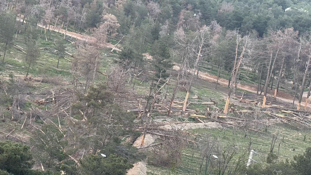 خشکسالی‌های مکرر و مرگ بی‌صدای درختان بوستان چیتگر