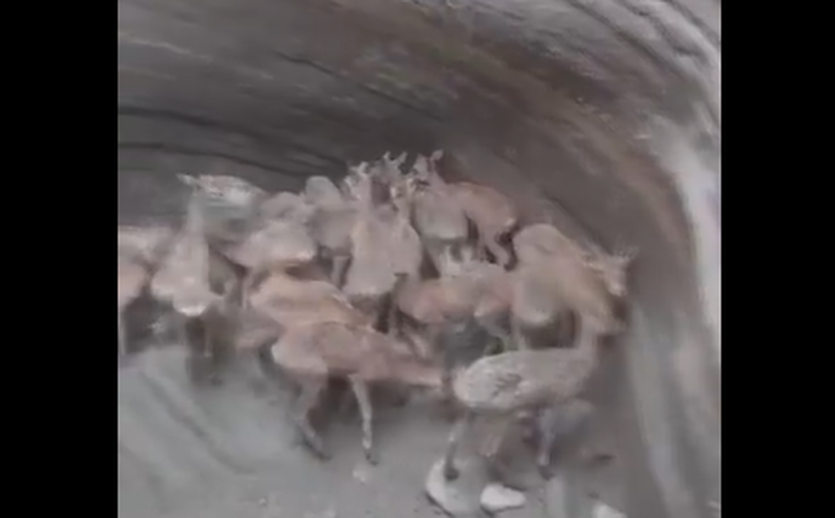 ببینید| ویدئوی زیبا از نجات حیوانات گرفتار توسط چند جوان جنوبی