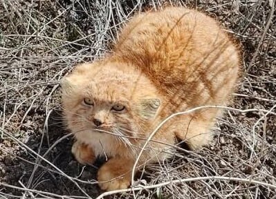 گونه‌‌ای نادر از گربه ایرانی در کرمان دیده شد