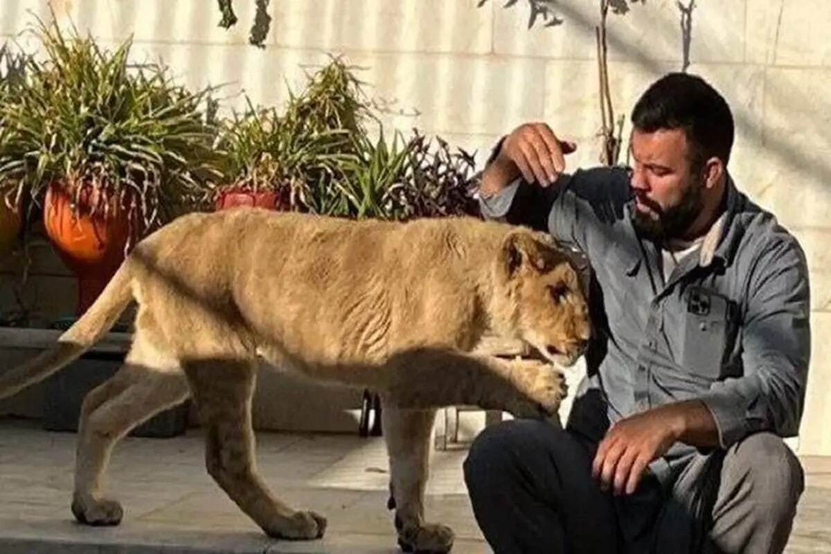 امیر علی‌اکبری: توله شیری که داشتم، دزدگیر خانه پدر و مادرم بود!