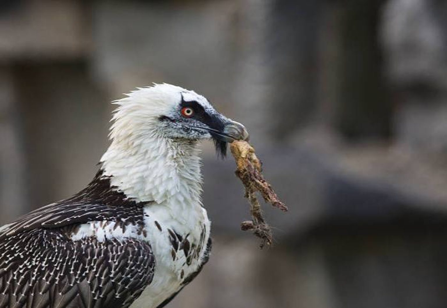 ببینید| پرواز دو پرنده کمیاب هما در ارتفاعات مناطق کوهستانی