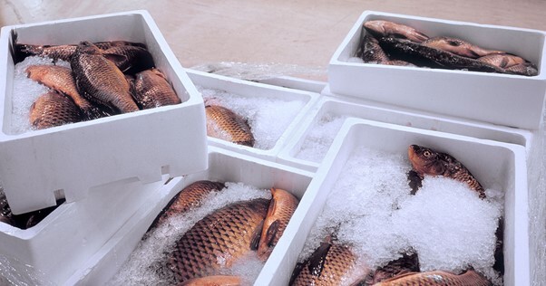 طراحی سردخانه فرآورده‌های پروتئینی؛ الزامات دامپزشکی و بهداشتی که نباید نادیده بگیرید