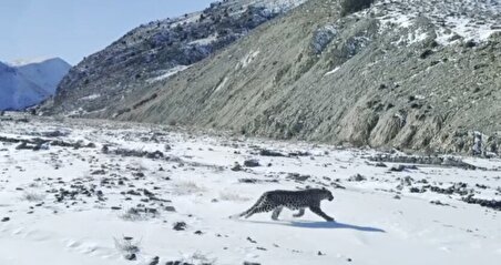 ببینید| رهاسازی پلنگ شهمیرزاد در زیستگاه طبیعی