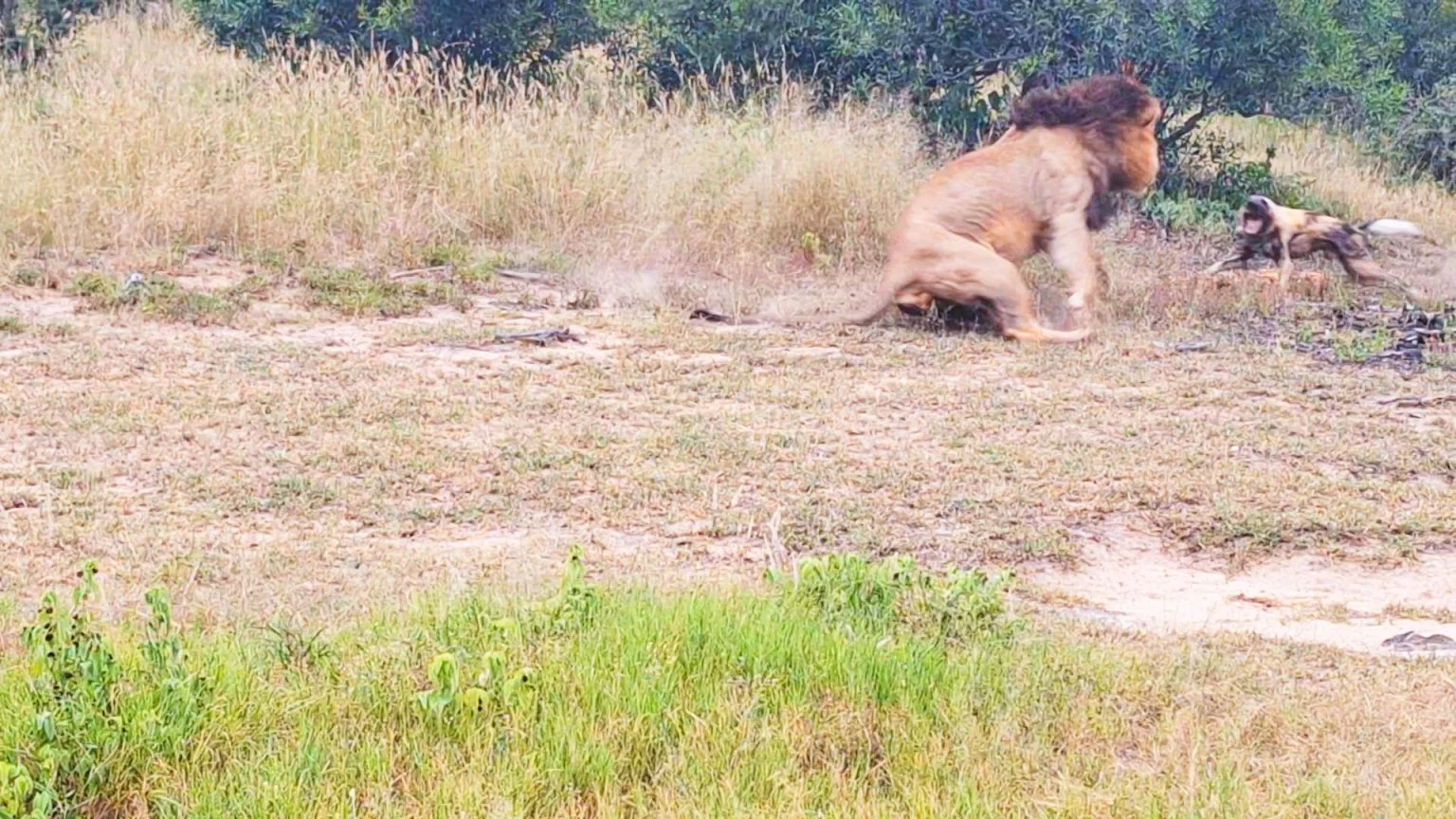 شیر و سگ های وحشی