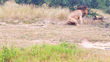 ببینید| اشتباه محاسباتی فاجعه‌بار سگ وحشی در مقابل شیر