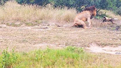 ببینید| اشتباه محاسباتی فاجعه‌بار سگ وحشی در مقابل شیر