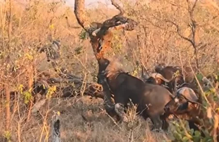 ببینید| وقتی بوفالو برای توله شیر به سیم آخر می زند!