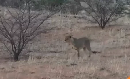 ببینید| وقتی کفتار حواس پرت وارد قلمرو یک گله شیر گرسنه می‌شود