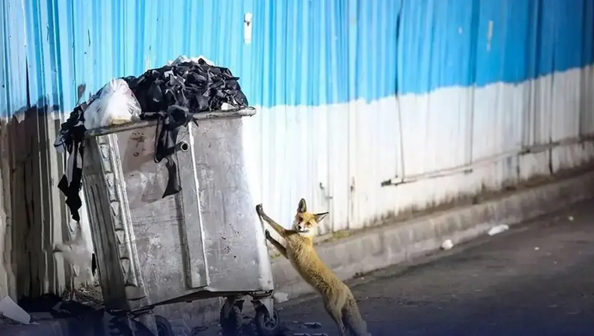 هشدار درباره شیوع انگل خطرناک لیشمانیوز هشدار درباره شیوع انگل خطرناک لیشمانیوز