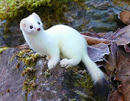 ببینید| قاقم؛ شکارچی زیبا و بی رحم طبیعت!