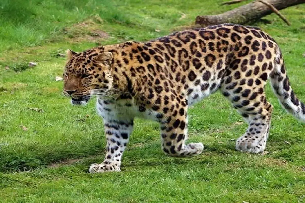 ببینید| ثبت تصاویر جدید از یک قلاده پلنگ ایرانی در ارتفاعات دهلران