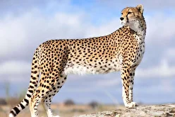 ببینید| ثبت یک قلاده یوزپلنگ آسیایی در پارک ملی توران