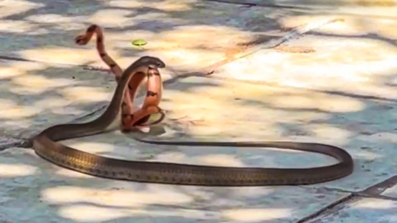 آخرین نبرد مار ببری با مار بومسلنگ