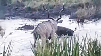 ببینید| شگرد کفتار برای شکار تک نفره بز کوهی