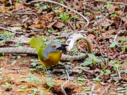ببینید| نبرد پرنده در مقابل مار  برای بقا