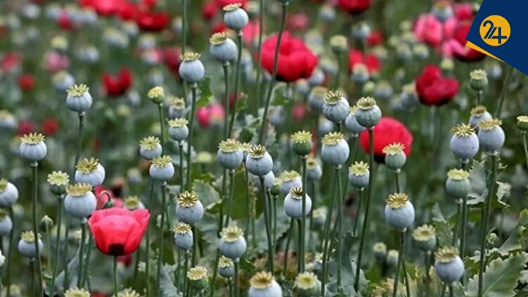 طرح فوق سری آمریکایی‌ها در افغانستان چه بود؟ | عضو نظام پزشکی: خشخاش را دستکاری ژنتیکی کردند و مرفین ۱۲ درصدی را به زیر ۱ درصد رساندند