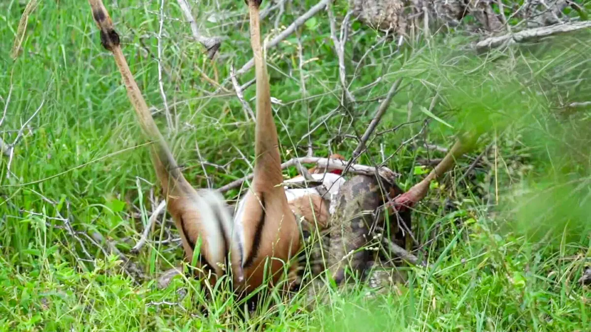 ببینید| فرار معجزه‌آسای ایمپالا از دست پیتون غول پیکر