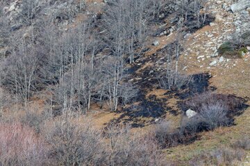 آتش‌سوزی در جنگل‌های مازندران