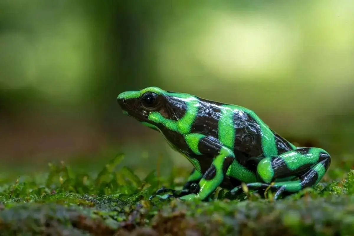 سم نادری که الکسی ناوالنی را کُشت چه بود؟ |  پای یک قورباغه درمیان است