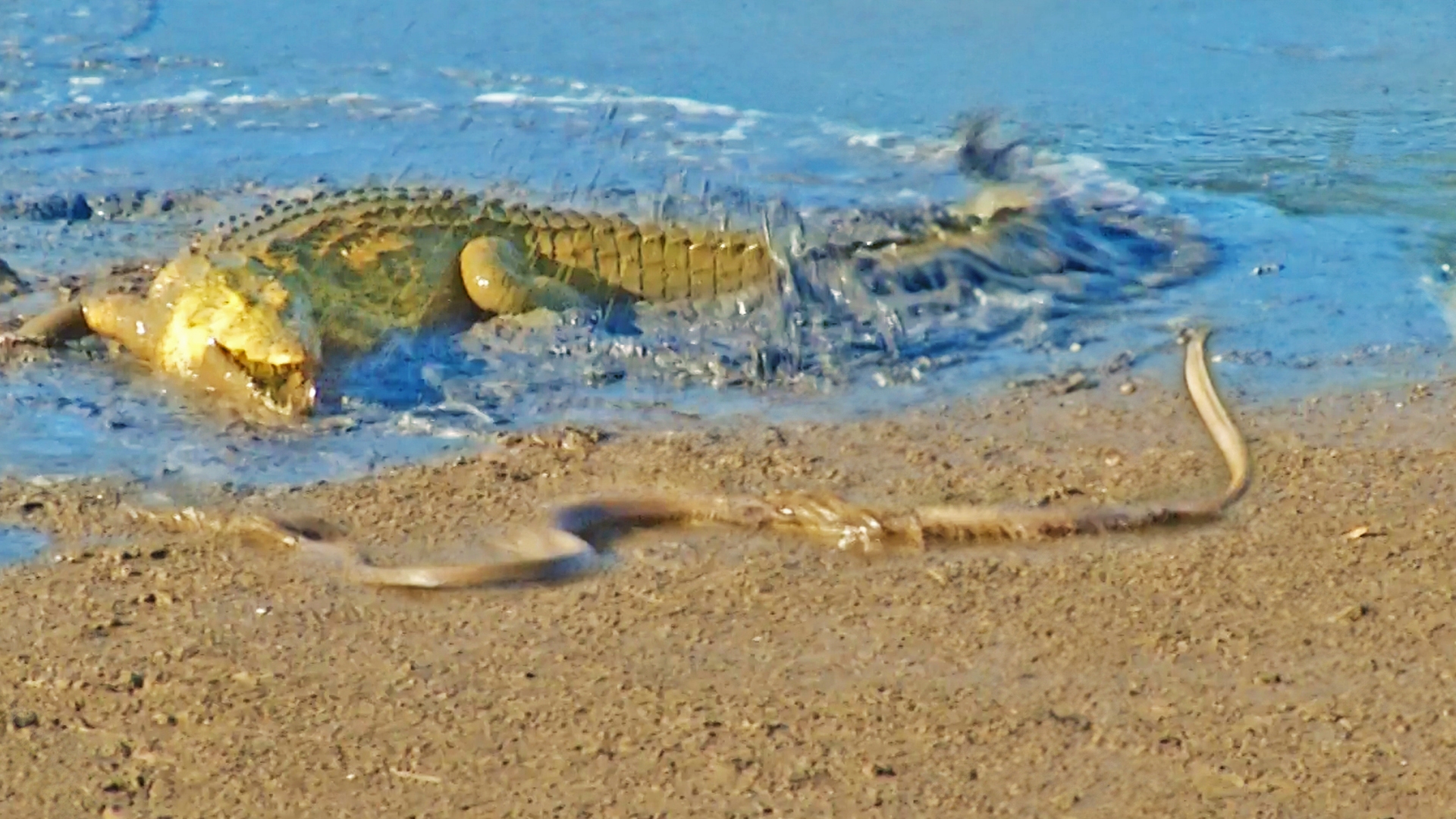 رویارویی مرگبار مار مامبای سیاه با کروکدیل