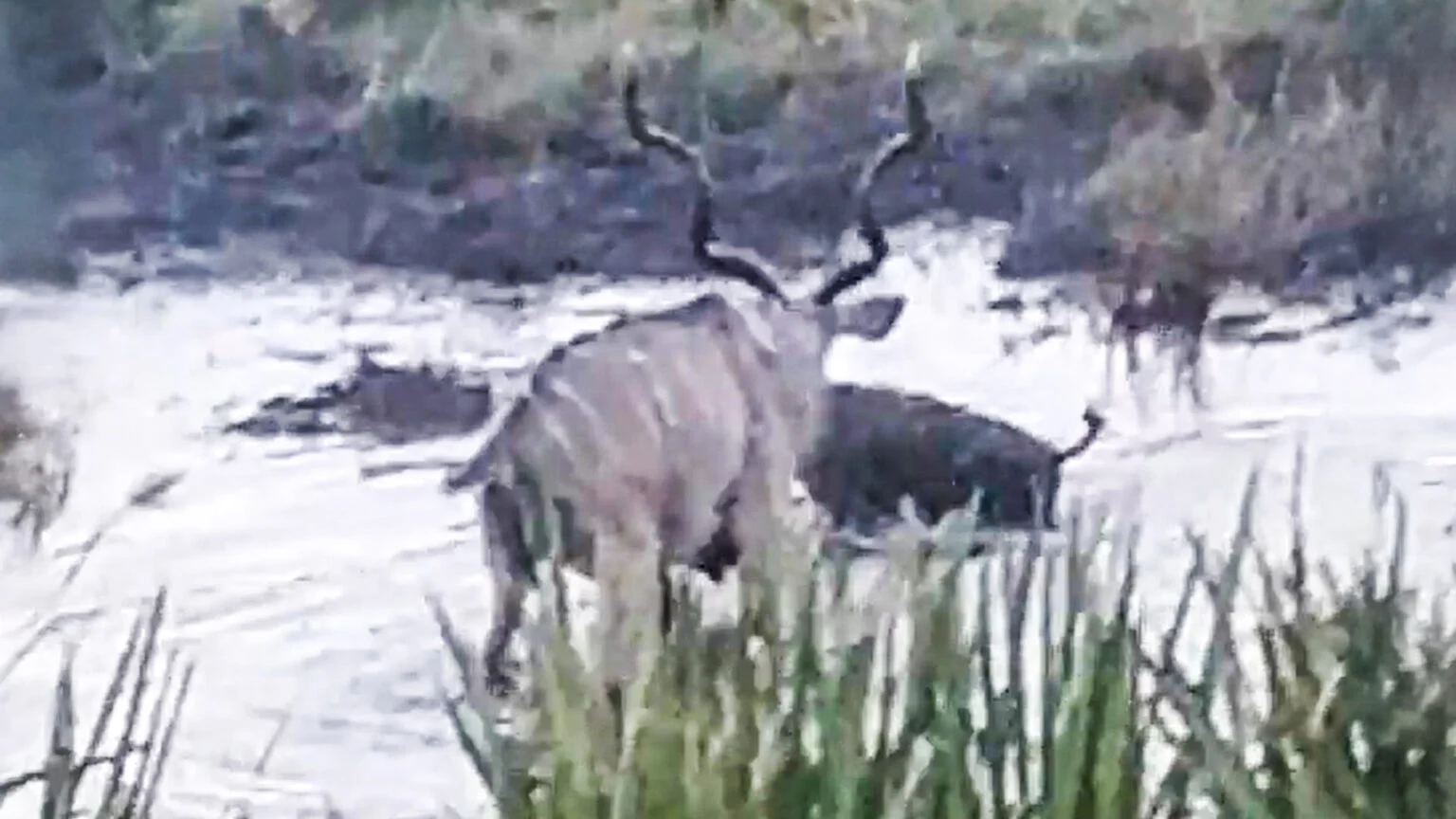 ببینید| شگرد کفتار برای شکار تک نفره بز کوهی