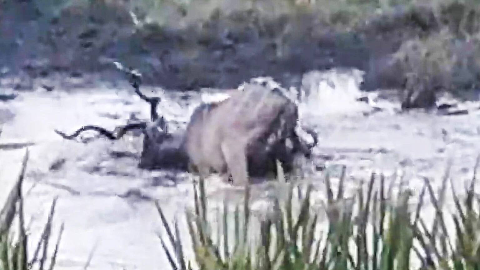 کفتار و بزکوهی