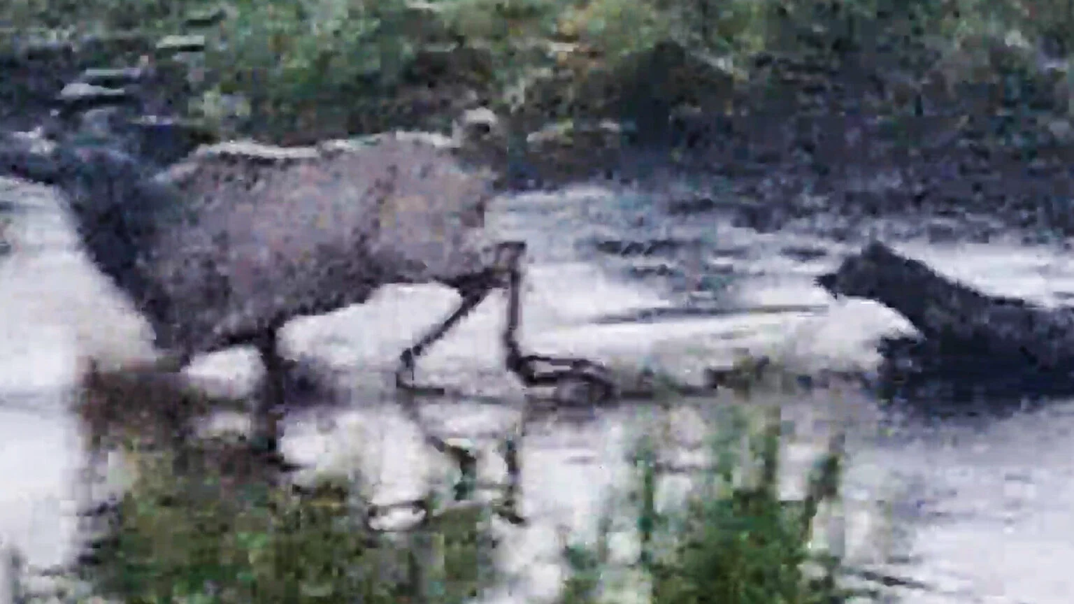 کفتار و بزکوهی