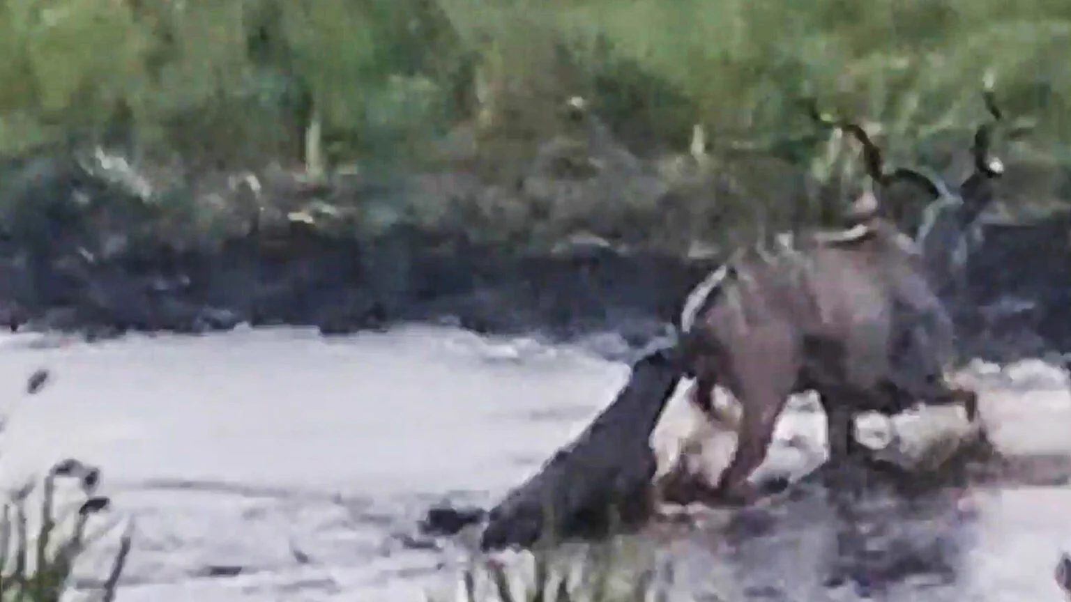 کفتار و بزکوهی