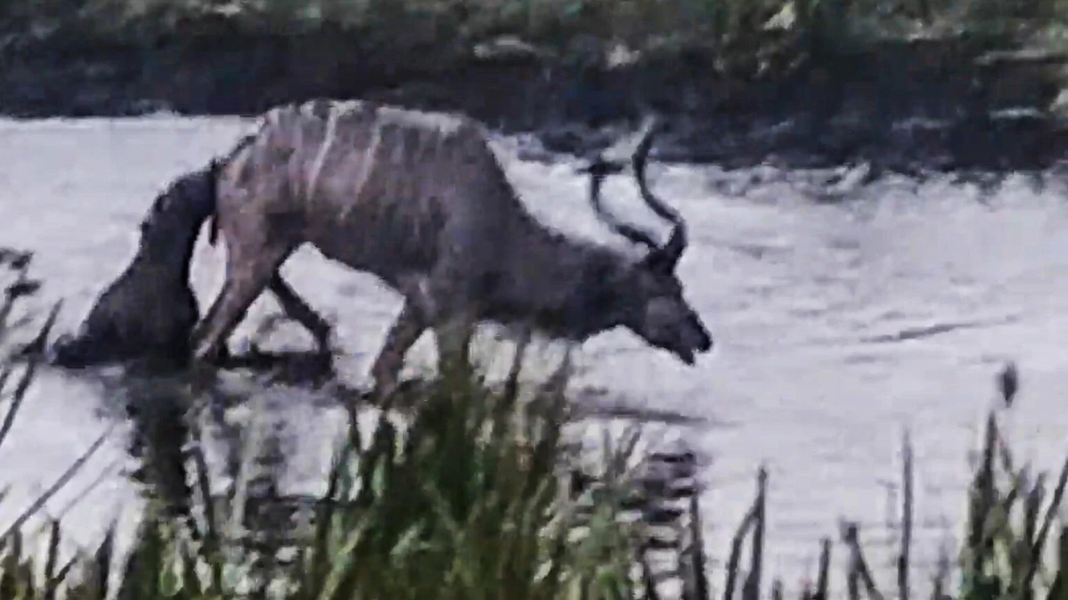 کفتار و بزکوهی