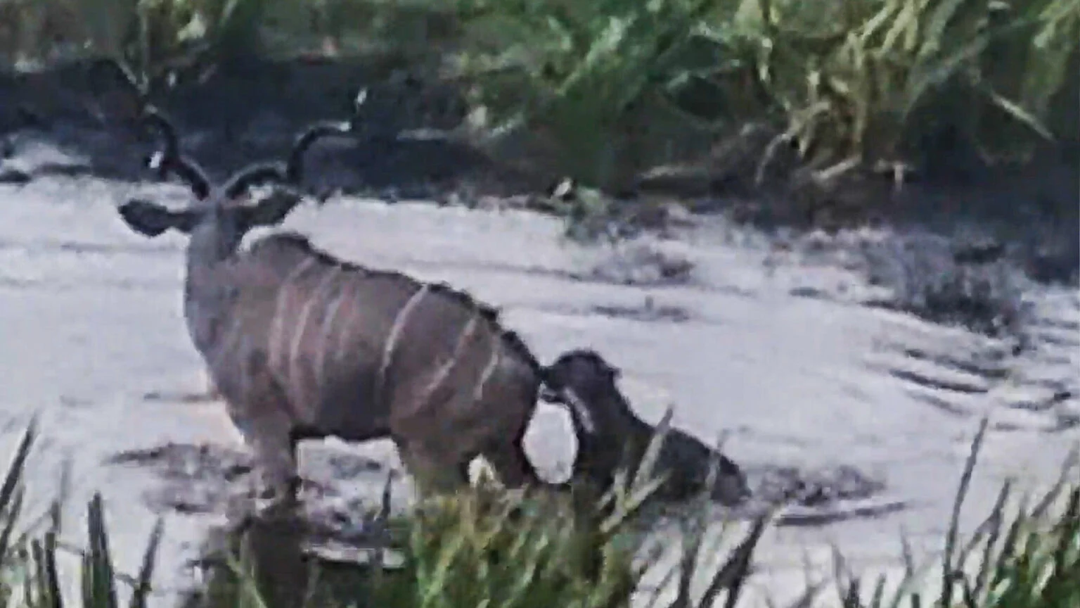 کفتار و بزکوهی