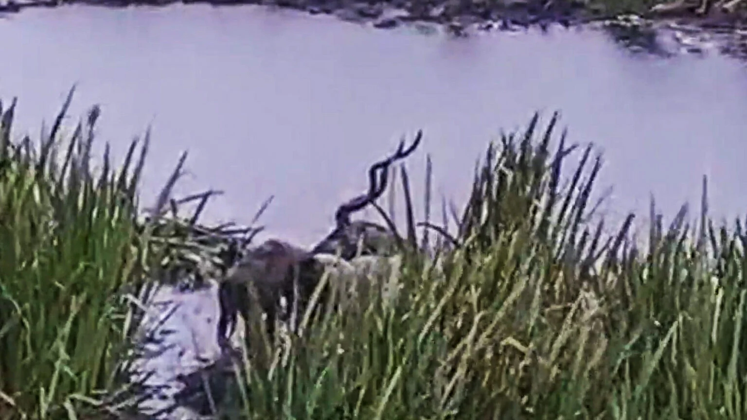 کفتار و بزکوهی