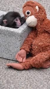 پانچ بچهمیمون ژاپنی که ترند شبکههای اجتماعی شده کیست؟ پانچ بچهمیمون ژاپنی که ترند شبکههای اجتماعی شده کیست؟