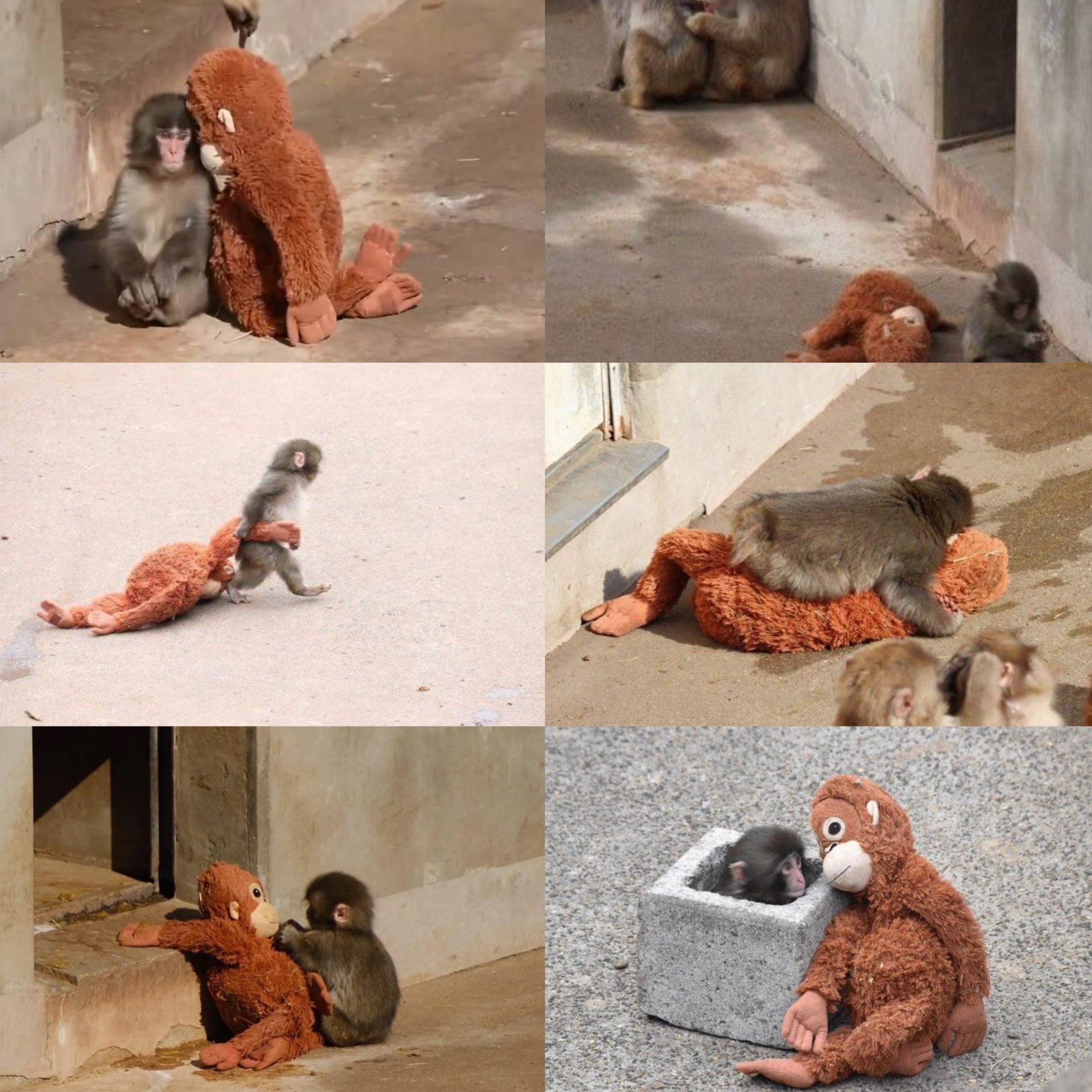 پانچ بچهمیمون ژاپنی که ترند شبکههای اجتماعی شده کیست؟ پانچ بچهمیمون ژاپنی که ترند شبکههای اجتماعی شده کیست؟